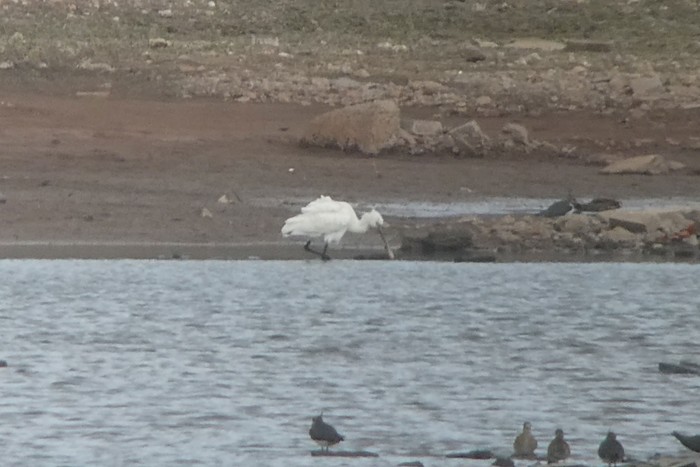 Spoonbill