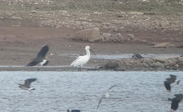 Spoonbill