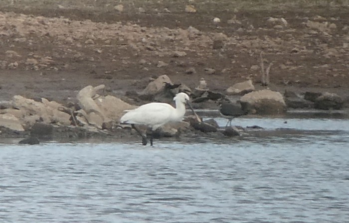 Spoonbill