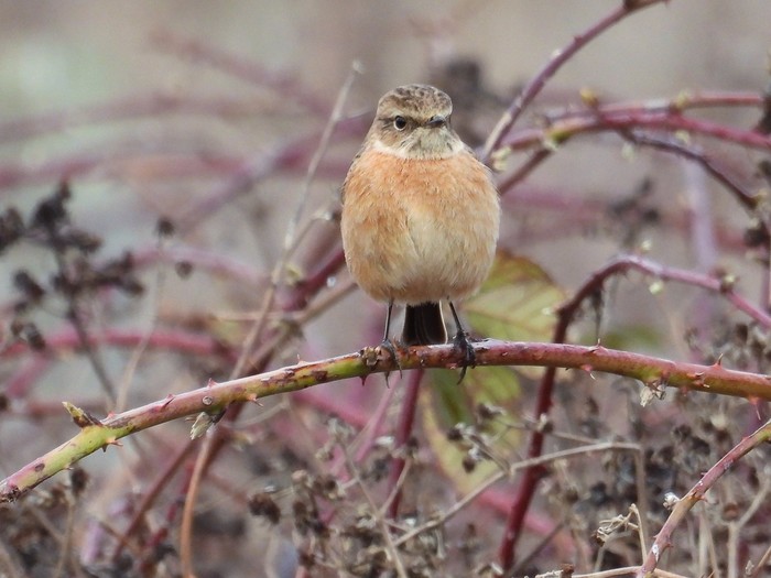 Stonechat
