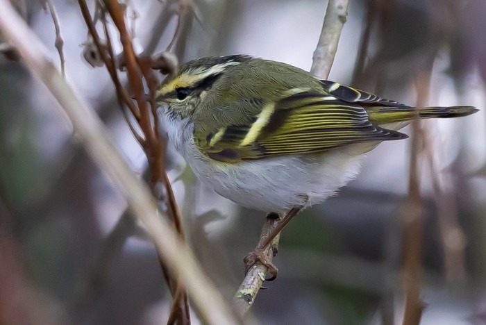 Pallas's Warbler