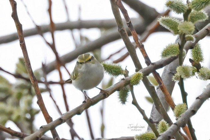 Pallas's Warbler