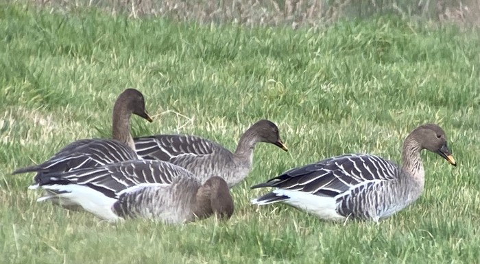 Taiga Bean Goose