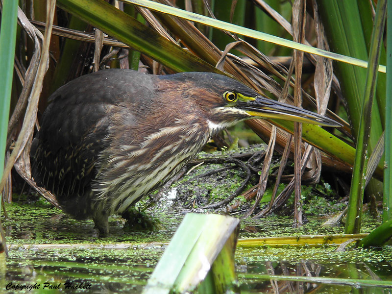 Green Heron