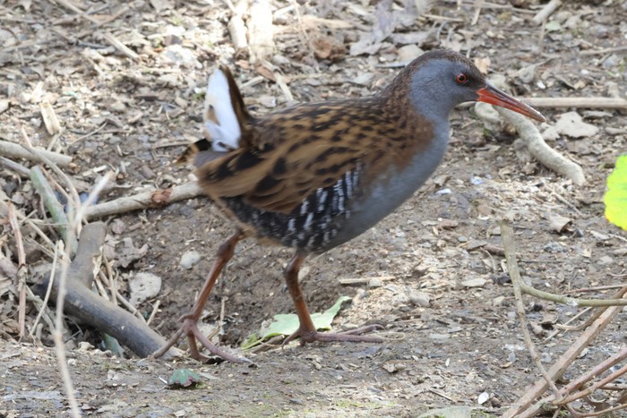 Water Rail
