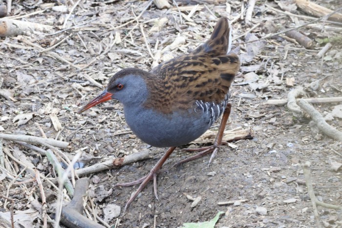 Water Rail