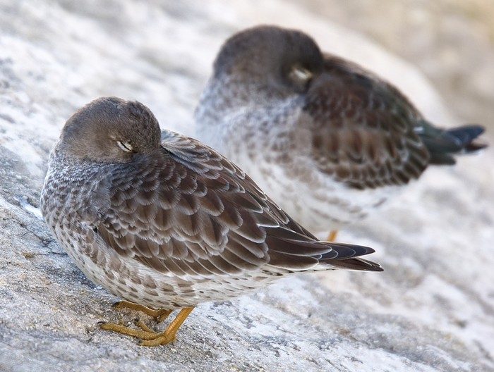 Purple Sandpiper