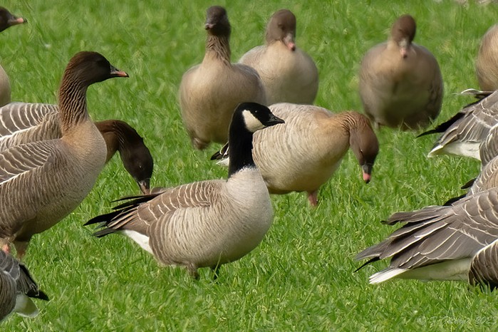 Richardson's Cackling Goose