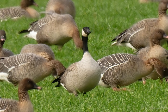 Richardson's Cackling Goose