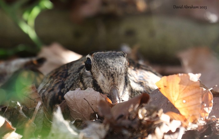 Woodcock 