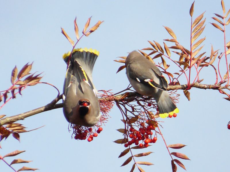 Waxwing
