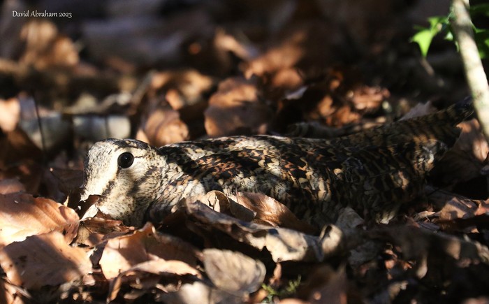 Woodcock 