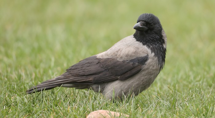 Hooded Crow