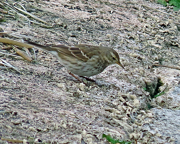 Water Pipit