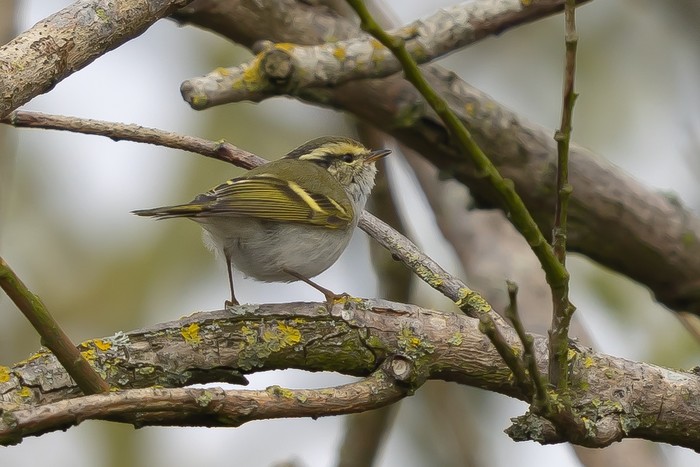 Pallas's Warbler