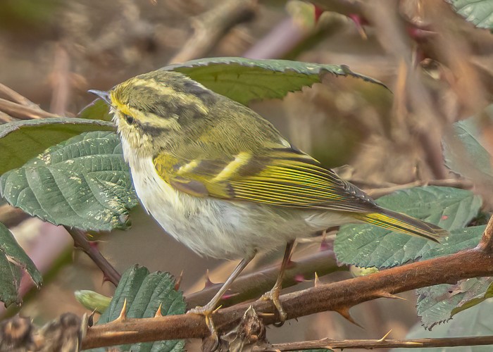 Pallas's Warbler
