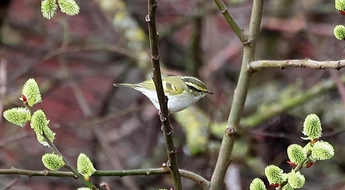 Pallas's Warbler