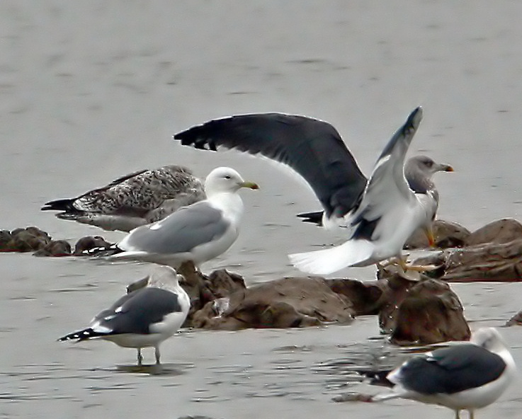 Caspian Gull