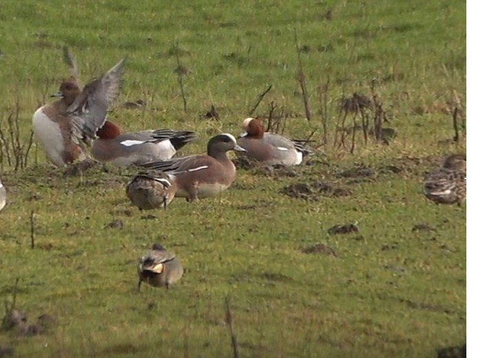 American Wigeon