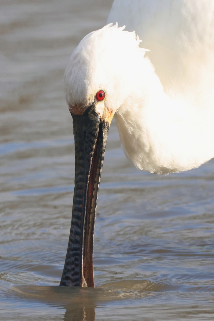 Spoonbill