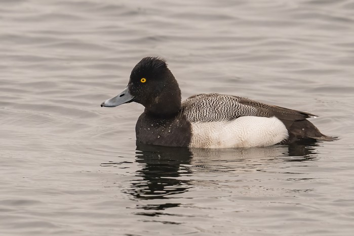 Lesser Scaup