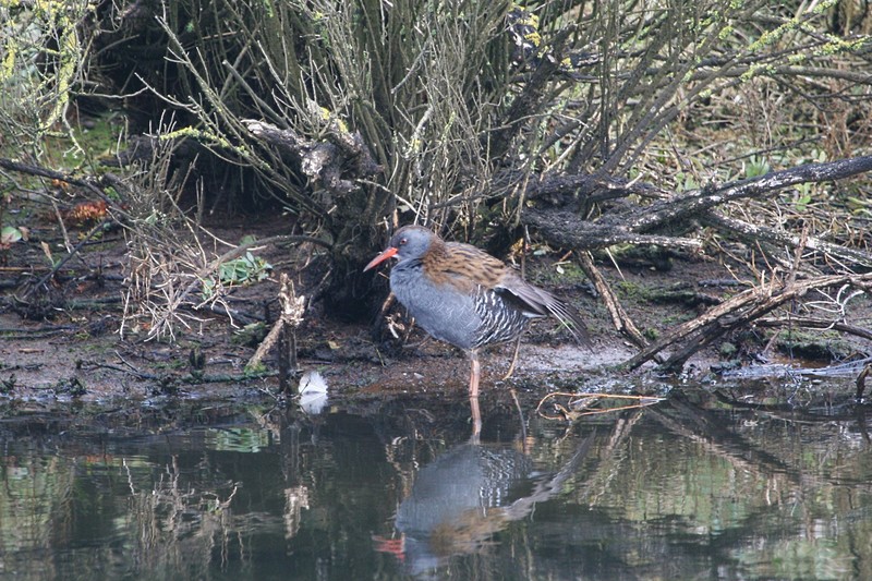 Water Rail