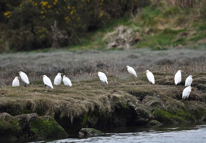 Cattle Egret