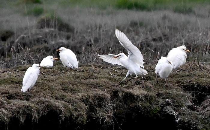 Cattle Egret