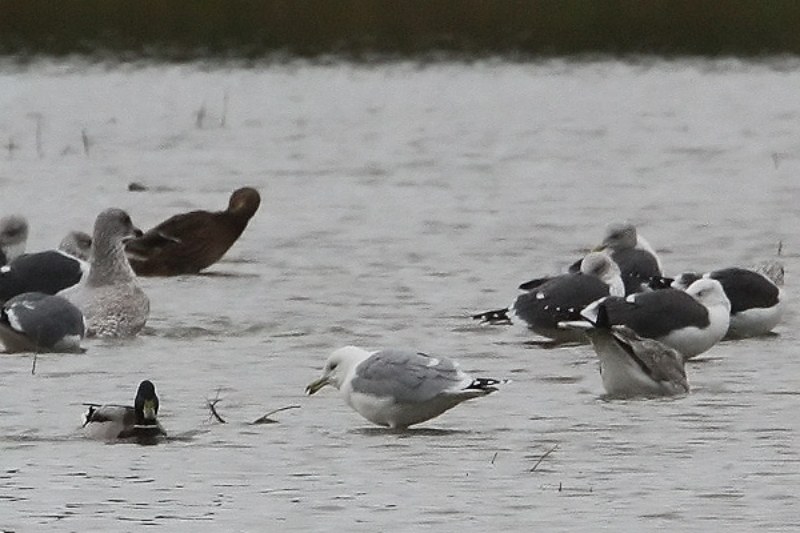 Caspian Gull