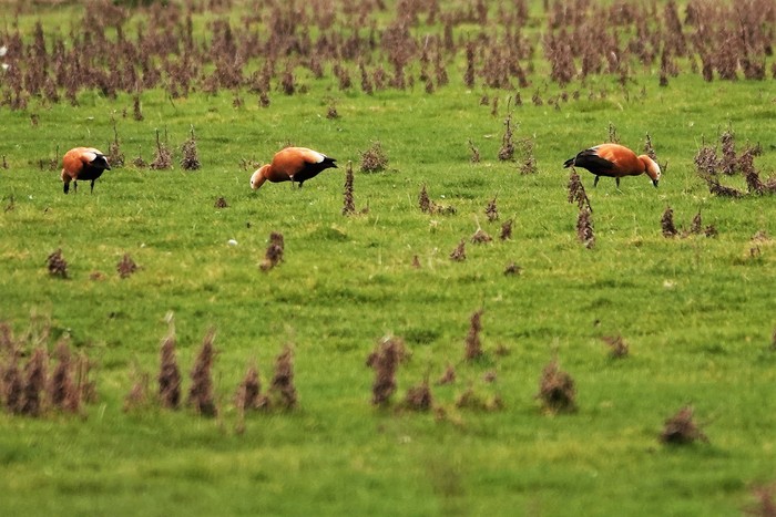 Ruddy Shelduck
