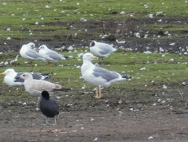 Yellow-legged Gull