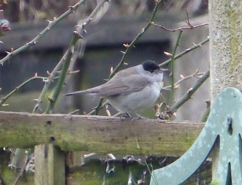 Blackcap