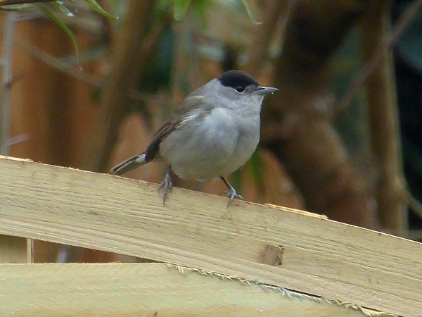 Blackcap