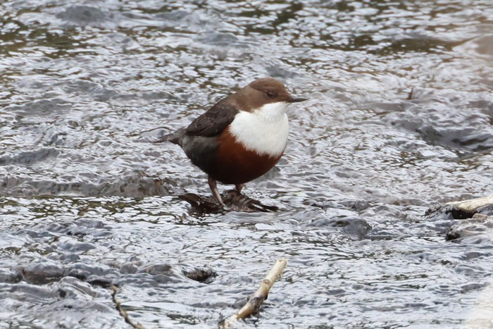 Dipper