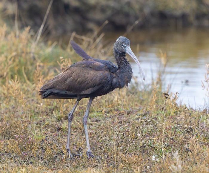 Glossy Ibis