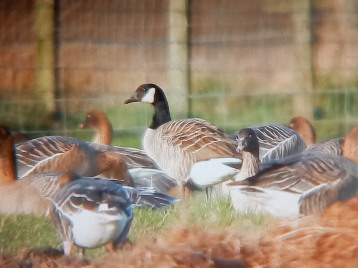 Lesser Canada Goose