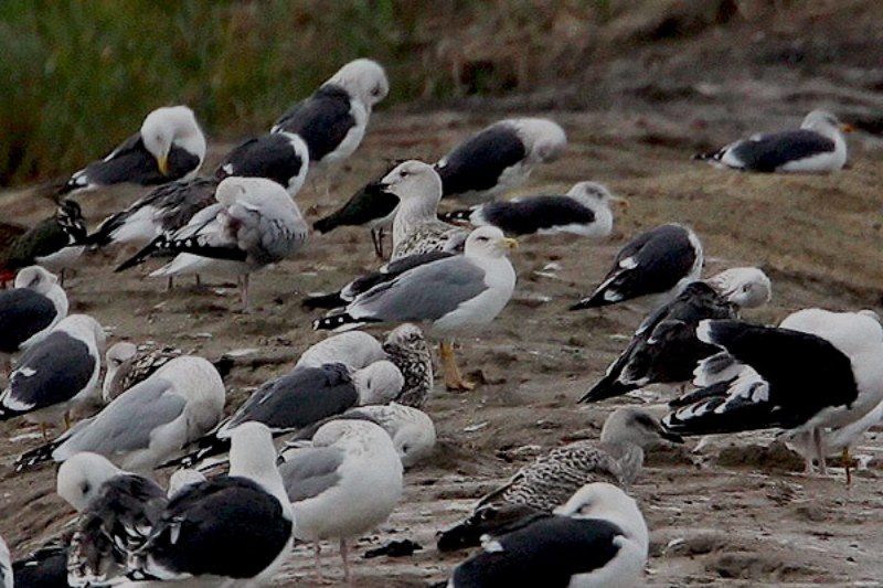 Yellow-legged Gull