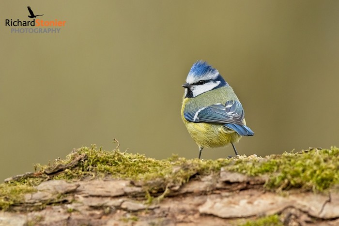 Blue Tit