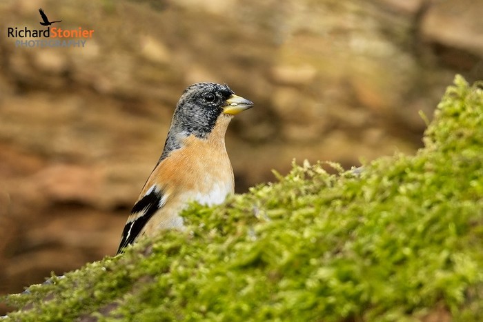 Brambling