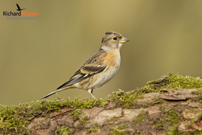 Brambling