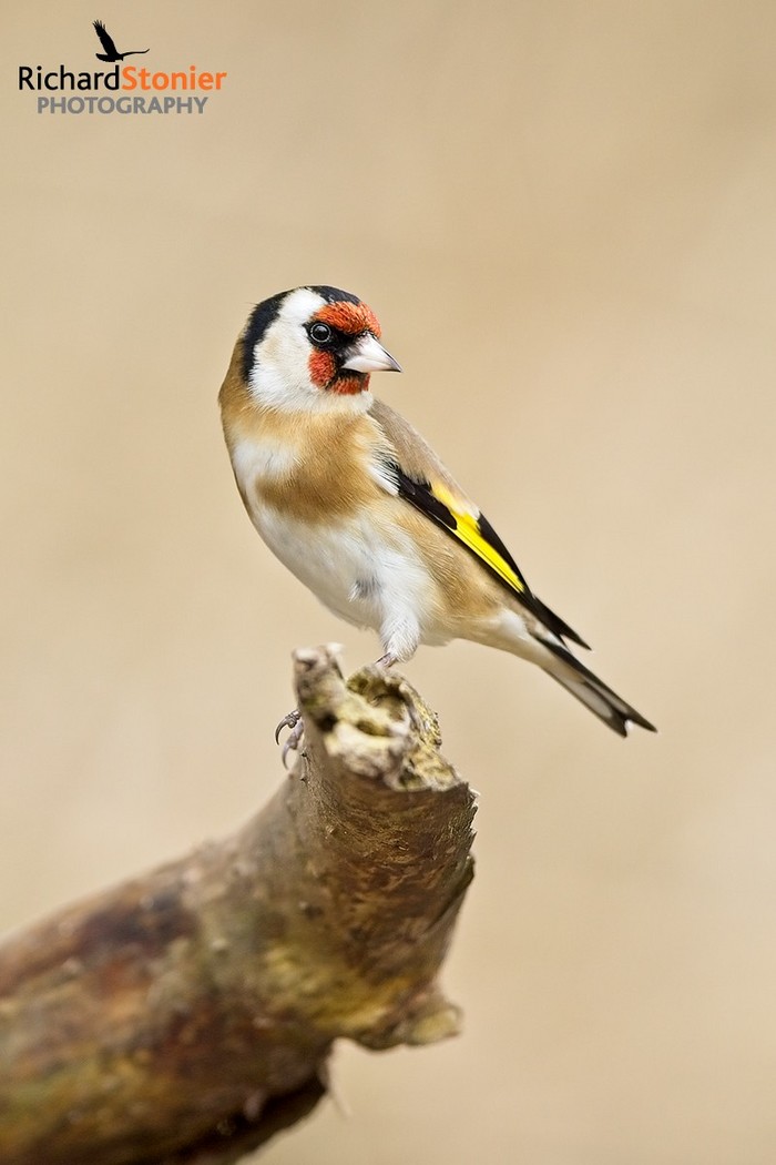 Goldfinch