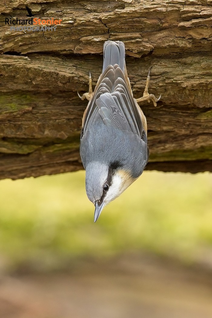 Nuthatch