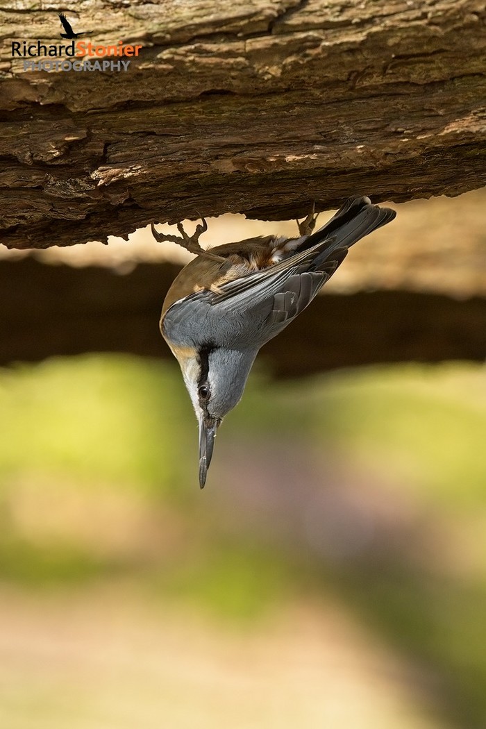 Nuthatch