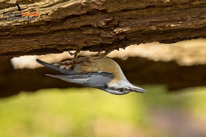 Nuthatch