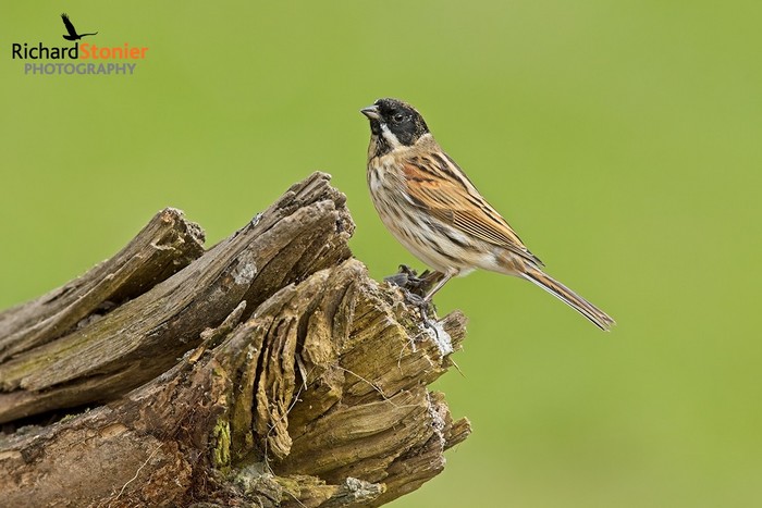 Reed Bunting