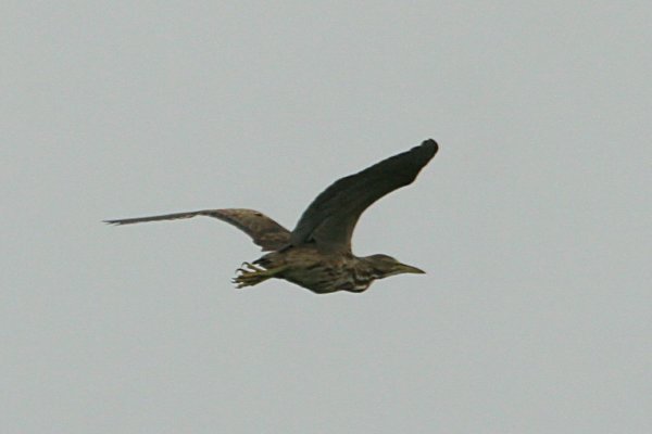 American Bittern