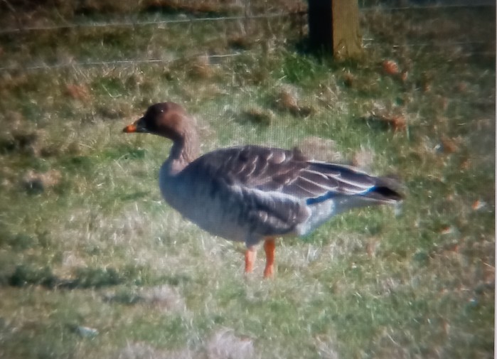 Tundra Bean Goose