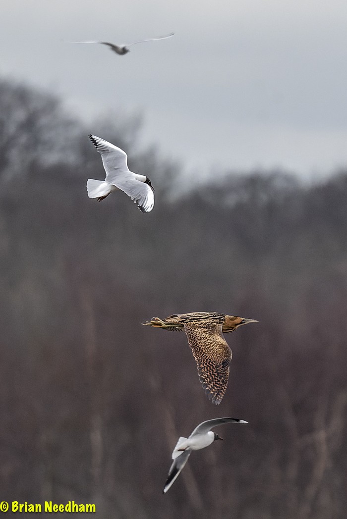 Bittern