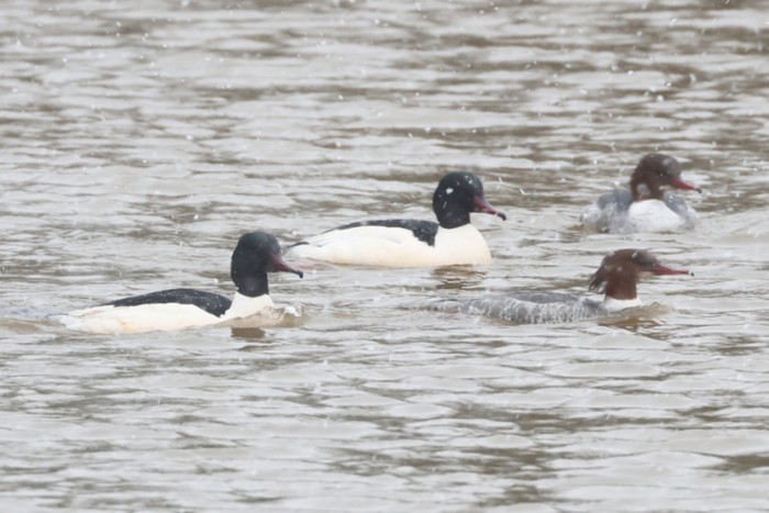 Goosander