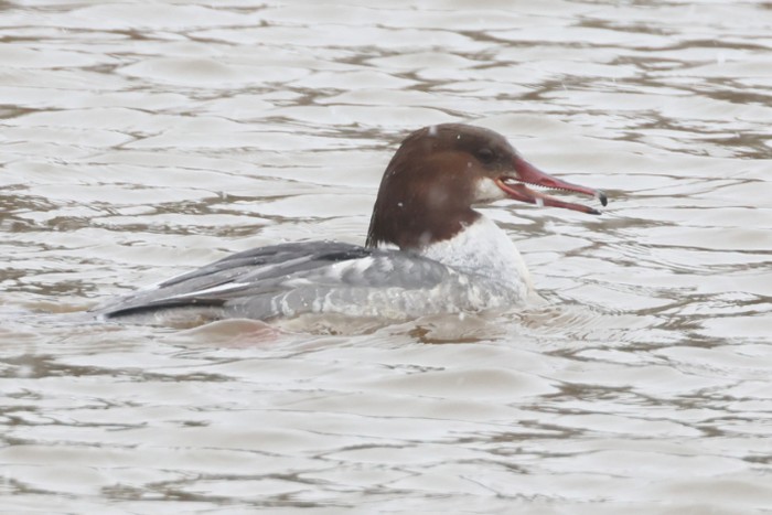 Goosander